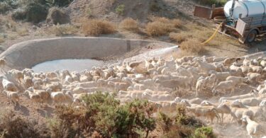 La Conselleria de Agricultura asegura agua para el ganado en plena sequía 7 millones de litros distribuidos 2