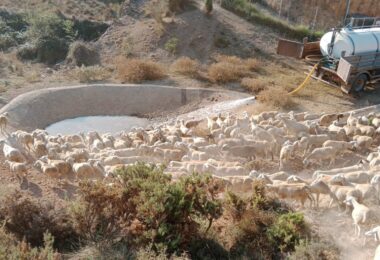 La Conselleria de Agricultura asegura agua para el ganado en plena sequía 7 millones de litros distribuidos 2