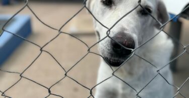 La Generalitat subvencionará por primera vez programas de voluntariado para la asistencia y cuidado de los animales de compañía de personas mayores y personas hospitalizadas