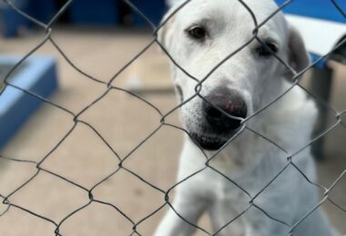 La Generalitat subvencionará por primera vez programas de voluntariado para la asistencia y cuidado de los animales de compañía de personas mayores y personas hospitalizadas