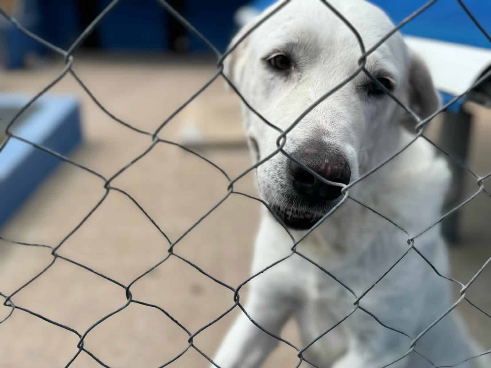 La Generalitat subvencionará por primera vez programas de voluntariado para la asistencia y cuidado de los animales de compañía de personas mayores y personas hospitalizadas