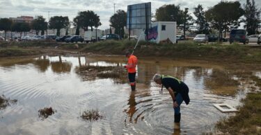 València intensifica el control de plagas tras las inundaciones