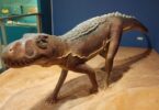 El Museo de Ciencias Naturales de València presenta una exposición única sobre el Chirotherium y sus icnitas