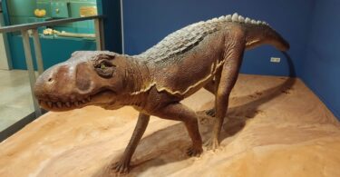 El Museo de Ciencias Naturales de València presenta una exposición única sobre el Chirotherium y sus icnitas