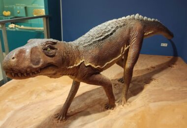 El Museo de Ciencias Naturales de València presenta una exposición única sobre el Chirotherium y sus icnitas