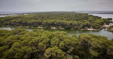 Reportaje sobre el mal estado y el riesgo de incendio que tiene el bosque de la Devesa