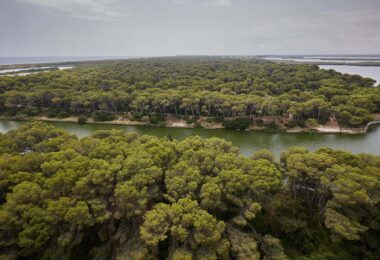 Reportaje sobre el mal estado y el riesgo de incendio que tiene el bosque de la Devesa