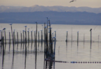 València pone en valor la candidatura de l'Albufera como reserva de la biosfera de la Unesco en Fitur