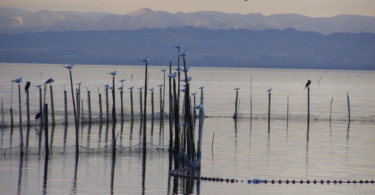 València pone en valor la candidatura de l'Albufera como reserva de la biosfera de la Unesco en Fitur