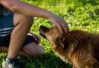 actos conmemorativos del Día Mundial de los Animales