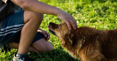 actos conmemorativos del Día Mundial de los Animales