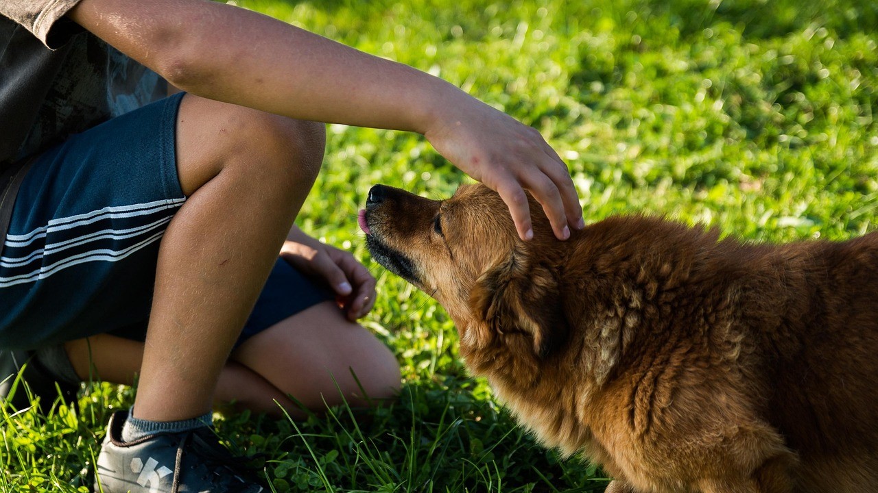 actos conmemorativos del Día Mundial de los Animales