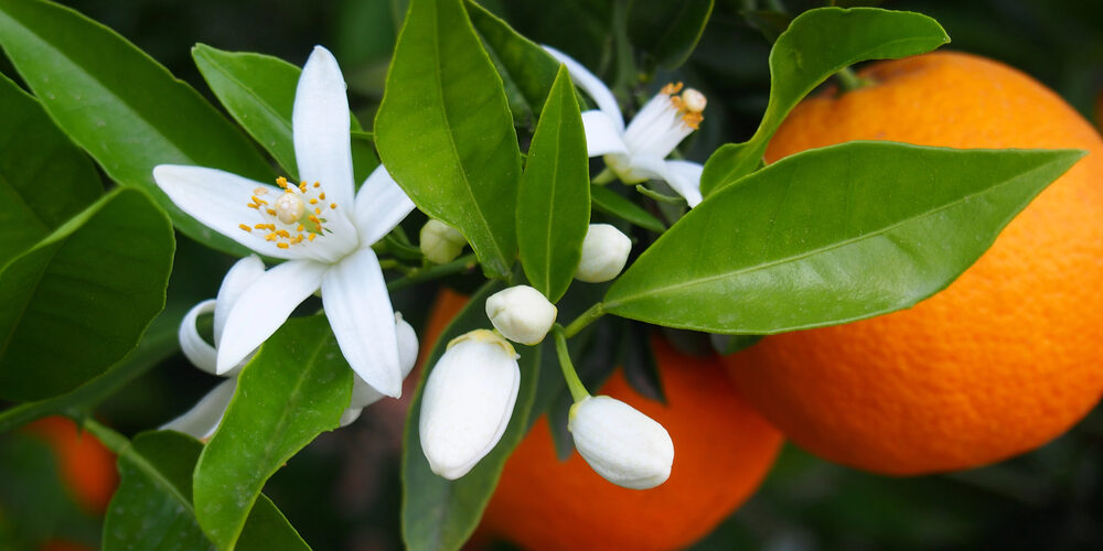 naranja valenciana