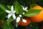 naranja valenciana
