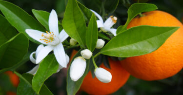 naranja valenciana