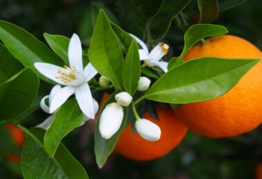 naranja valenciana